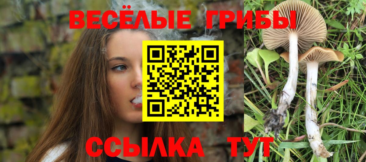 Галлюциногенные грибы Psilocybe  Вход с VPN  Саяногорск 